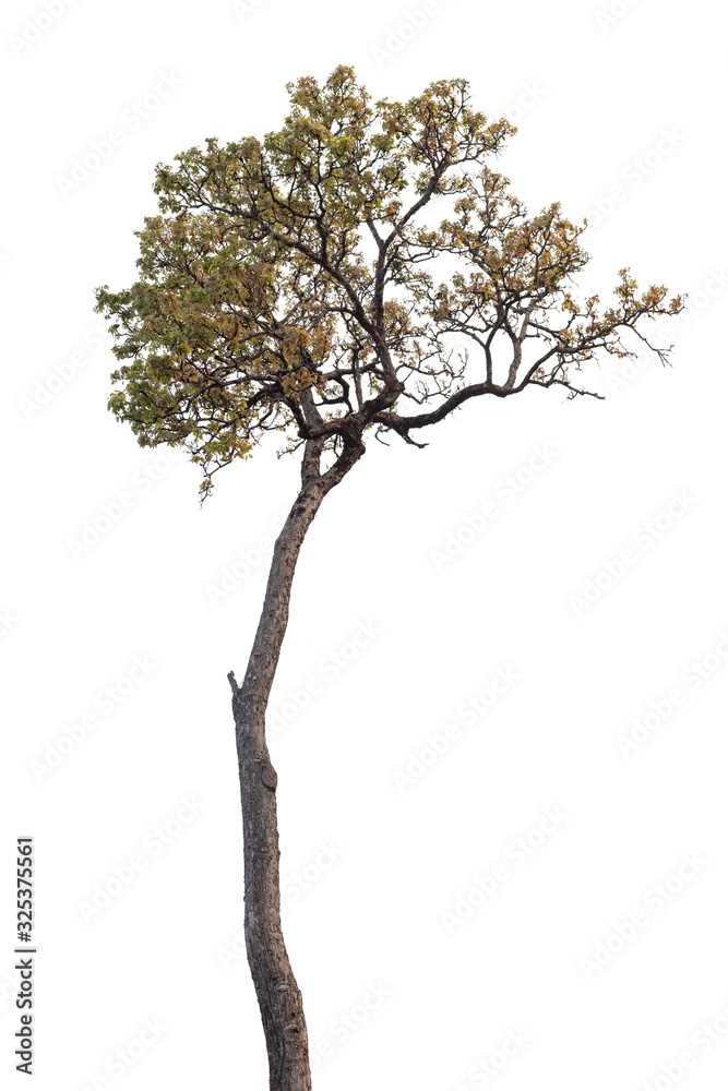 Fototapeta premium Isolated tree on white background