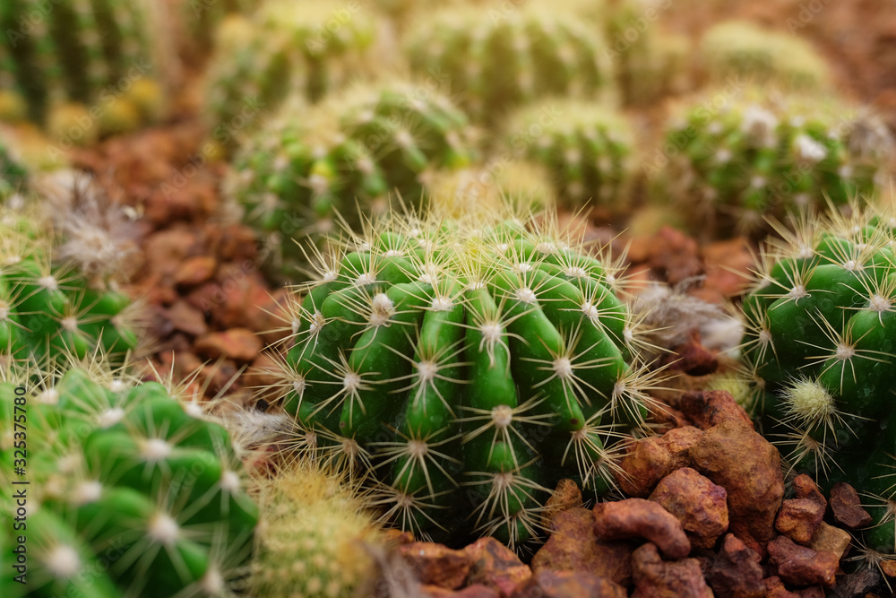Echinopsis calochlora K. Schum green Cactus in Desert plants Garden Echinopsis calochlora K. Schum green Cactus in Desert plants Garden