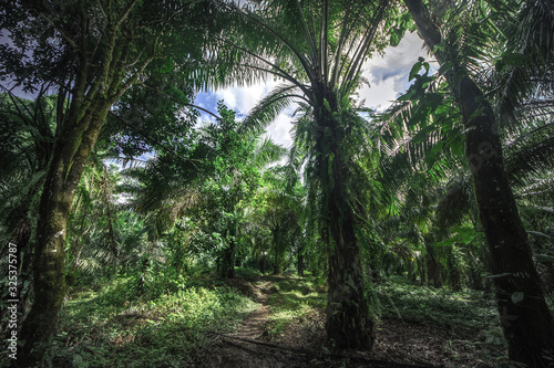 Tropical rain forest  Cerro Chato  Costa Rica