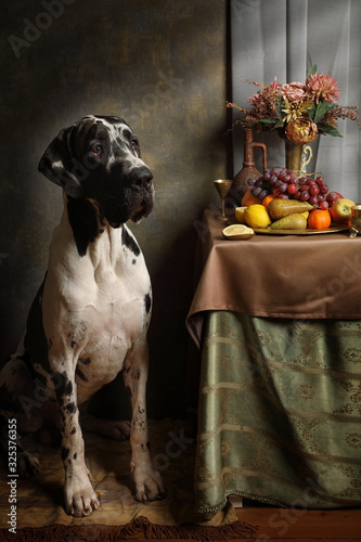 Portrait of a purebred great Dane dog with a still life of fruit