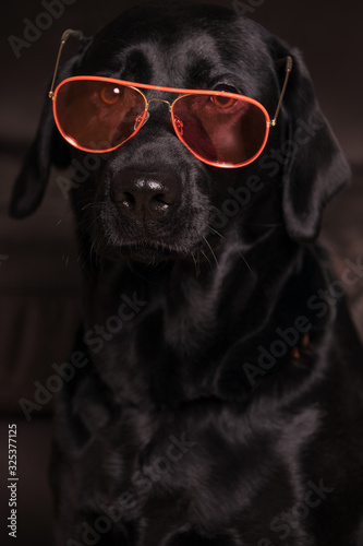 Schwarze Labrador Retriever mit Sonnenbrille. © Artem