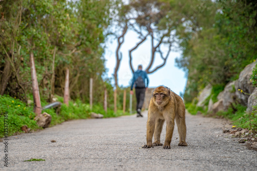 Monkeys guard territorium on hiking trail in tropical forest. Macaca sylvanus © edojob