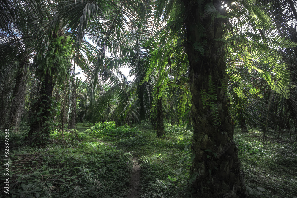 Tropical rain forest, Cerro Chato, Costa Rica Tropical rain forest, Cerro Chato, Costa Rica