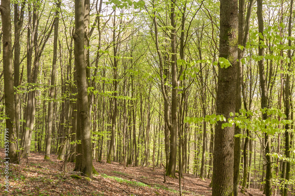 Misty spring beech forest in a nature reserve in southern Sweden Misty spring beech forest in a nature reserve in southern Sweden