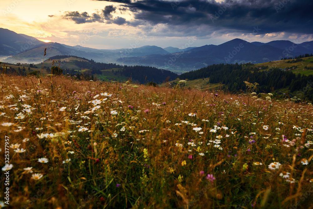 Obraz premium wildflowers, meadow and golden sunset in carpathian mountains - beautiful summer landscape, spruces on hills, dark cloudy sky and bright sunlight