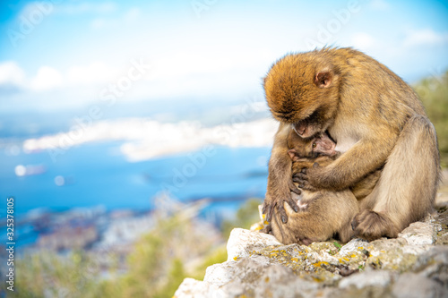female monkey breastfeeding her young