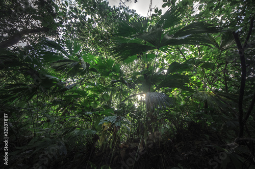 Tropical rain forest  Cerro Chato  Costa Rica