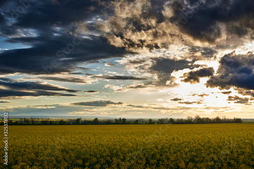 beautiful sunset over yellow flowers rapeseed field  bright springtime landscape  dark sky  clouds and sunlight