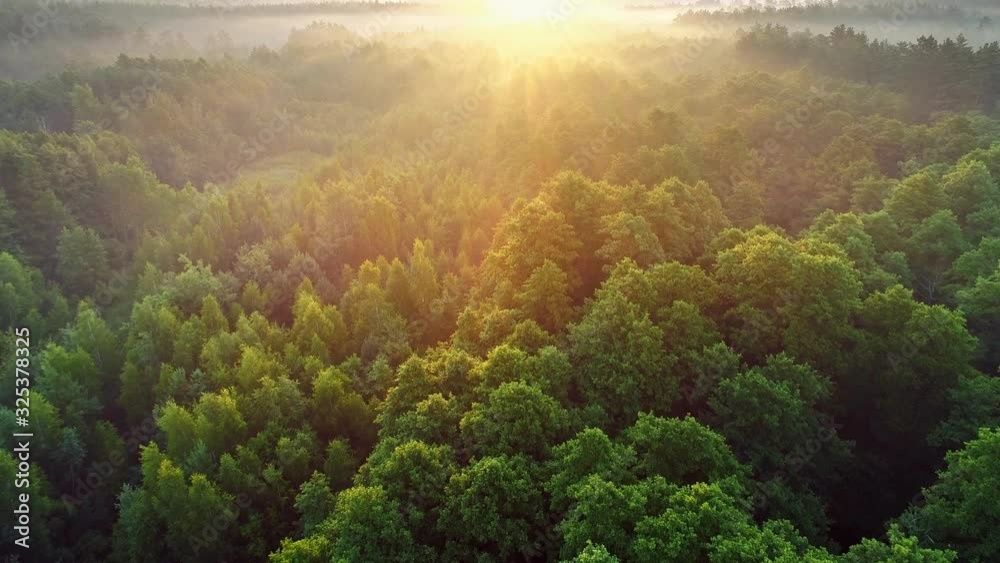 Aerial view of spring green forest early in the morning. Flying over green trees forest at sunrise. Morning sun and fog. High quality shot, 4K