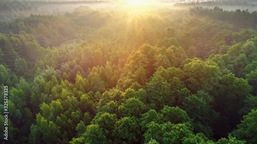 Aerial view of spring green forest early in the morning. Flying over green trees forest at sunrise. Morning sun and fog. High quality shot, 4K photo