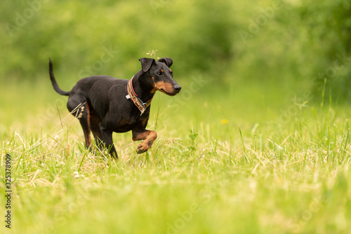 Fotografija Beauty Manchester Terrier dog runs over a green meadow in spring
