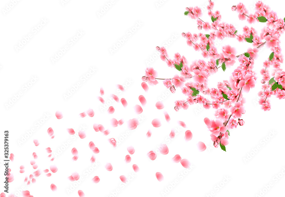 Sakura is out of focus. Cherry branches with delicate pink flowers, leaves and buds. Petals are flying in the wind. Isolated on white background illustration Sakura is out of focus. Cherry branches with delicate pink flowers, leaves and buds. Petals are flying in the wind. Isolated on white background illustration