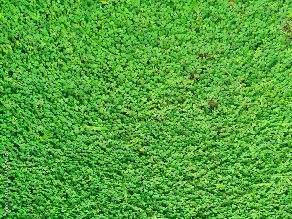 Closeup nature view of green leaf on sunlight greenery background with copy space using a concept. Closeup nature view of green leaf on sunlight greenery background with copy space using a concept.