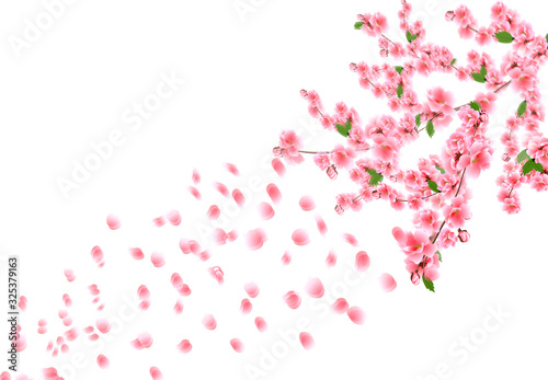 Sakura is out of focus. Cherry branches with delicate pink flowers, leaves and buds. Petals are flying in the wind. Isolated on white background illustration