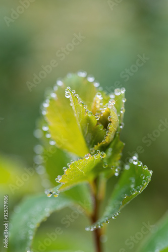 water droplets at the tips of the leaves