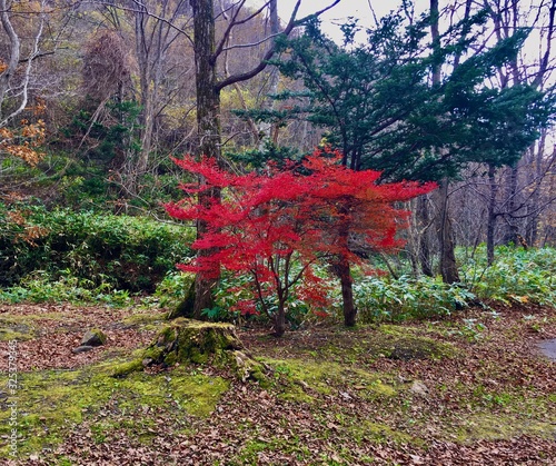 blood-red fall in Japan (acer rubrum)