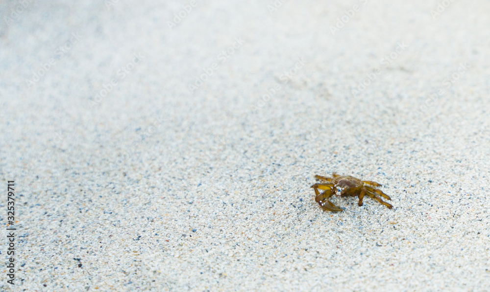 Small crab with one claw on white sand by the sea.