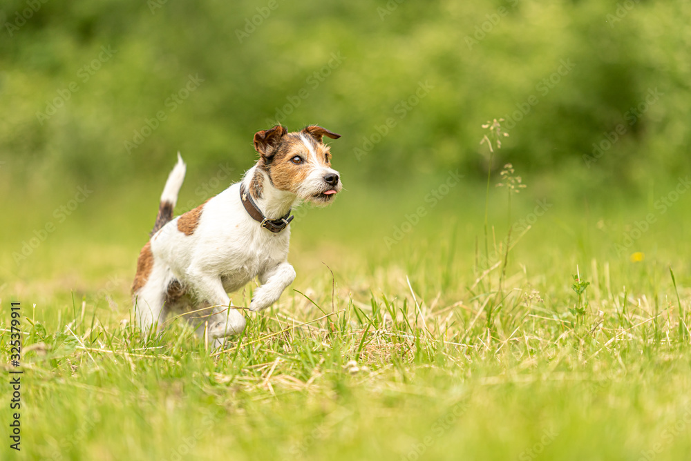 Cute beauty Parson Russell Terrier dog runs over a green meadow in spring Cute beauty Parson Russell Terrier dog runs over a green meadow in spring