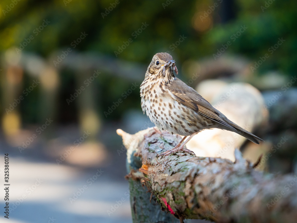 Song thrush (Turdus philomelos) bird with earthworm in beak Song thrush (Turdus philomelos) bird with earthworm in beak