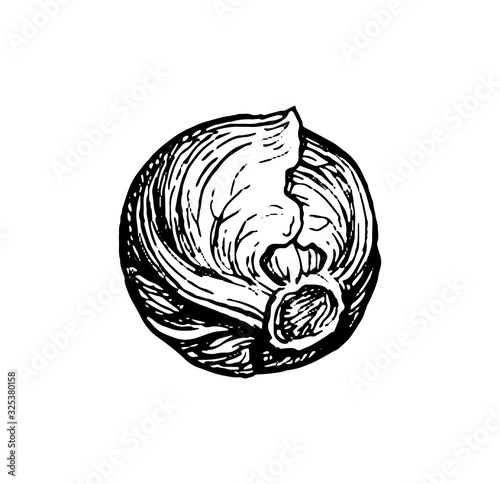 Ink sketch of brussels sprout.