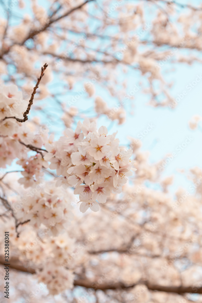 【京都】鴨川の桜