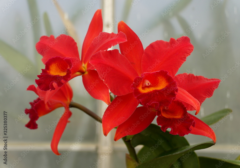Beautiful red color of Cattleya Hazel Boyd 'Debbie' orchids Beautiful red color of Cattleya Hazel Boyd 'Debbie' orchids