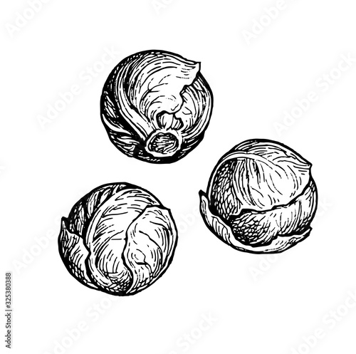 Ink sketch of brussels sprout.