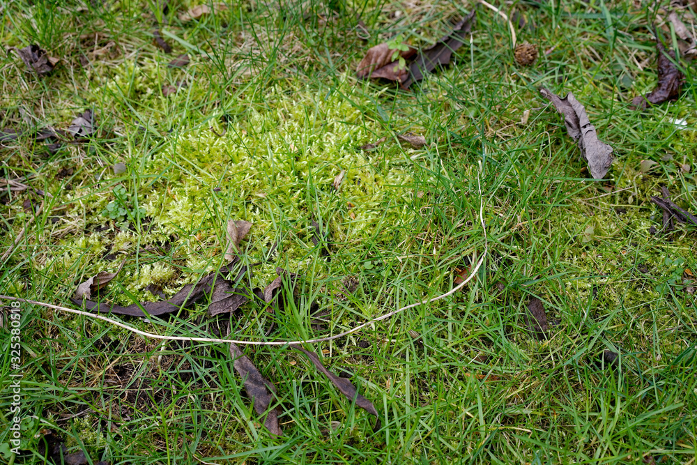 lawn covered with dense moss in the spring. Bad soil reaction lawn covered with dense moss in the spring. Bad soil reaction