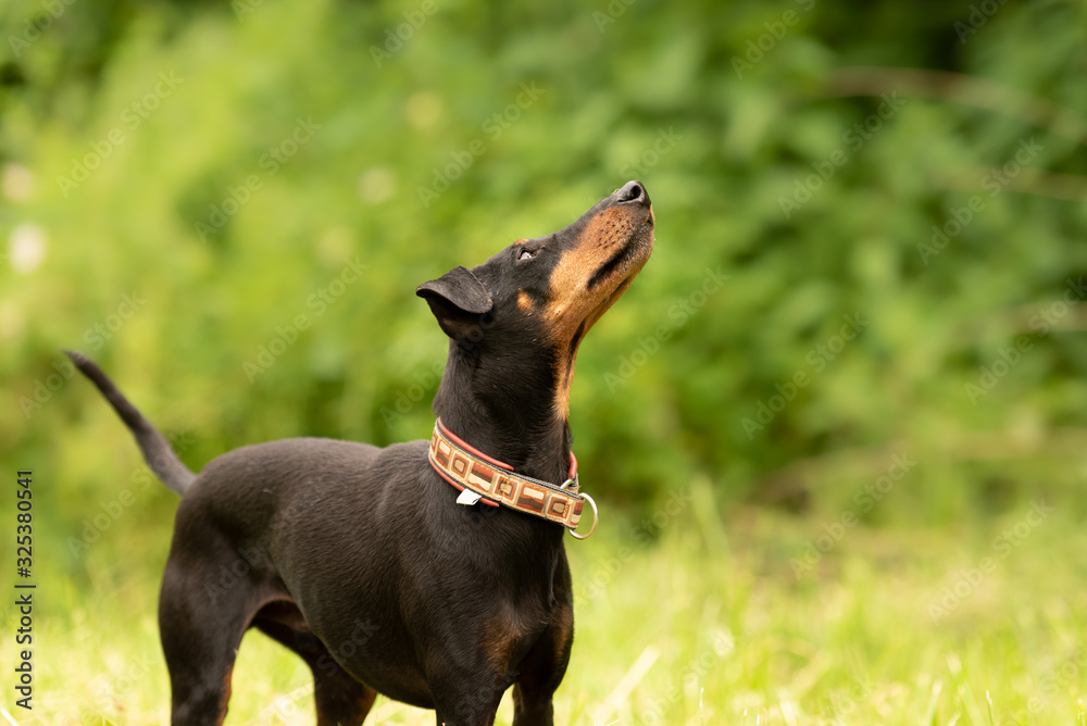 Beauty Manchester Terrier dog stands in a green meadow in front of green background und is looking up