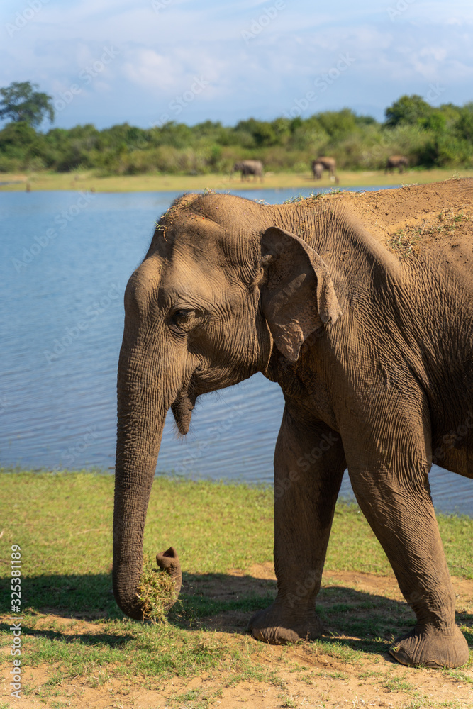 Obraz premium Portrait of an Asian Elephant in the National Park of udawalawe
