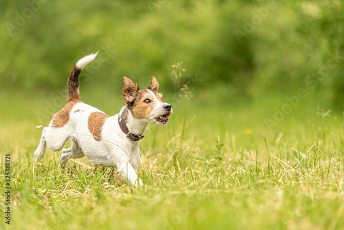Cute beauty Parson Russell Terrier dog runs over a green meadow in spring