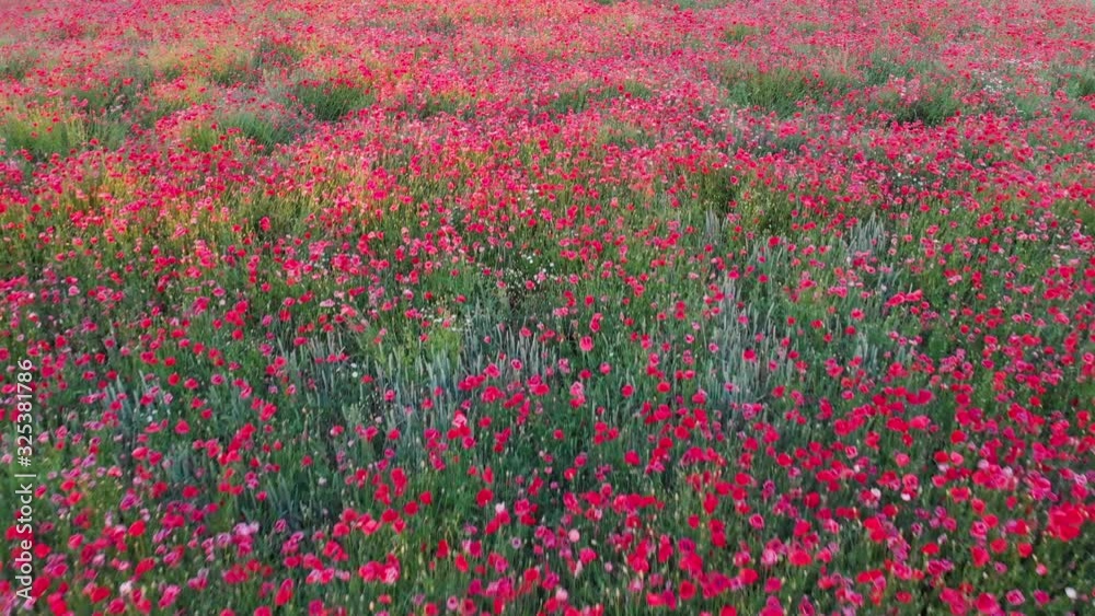 Beautiful wide poppy field. Beauty in nature, Polish countryside Beautiful wide poppy field. Beauty in nature, Polish countryside
