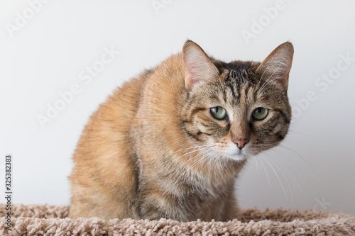 Mongrel domestic cat sitting in a lounger, crouching, looking at the camera with sad eyes