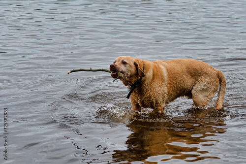 Golden retriever  fetching a sick