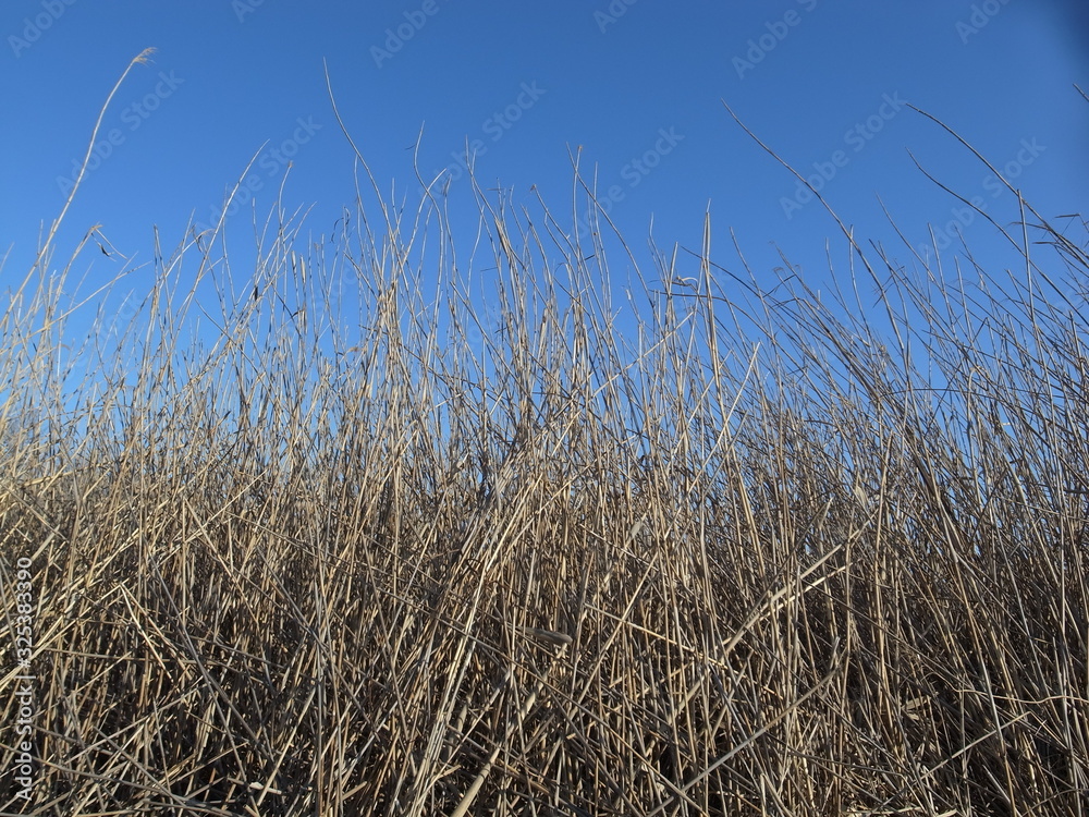 Obraz premium 青空の湿原