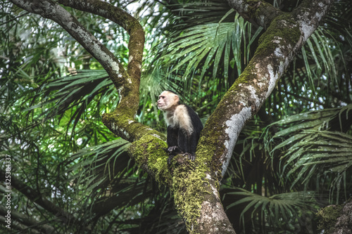 White faced Capuchin Monkey © Mariana Ianovska