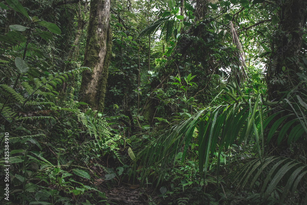 Obraz premium Green forest in a misty morning, Costa Rica.