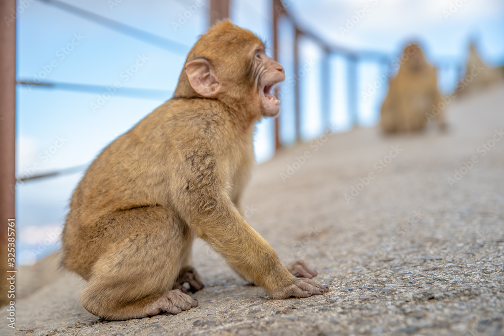 Naklejka premium young monkey at the fence with outstretched wire responds to people