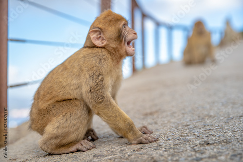 young monkey at the fence with outstretched wire responds to people © edojob