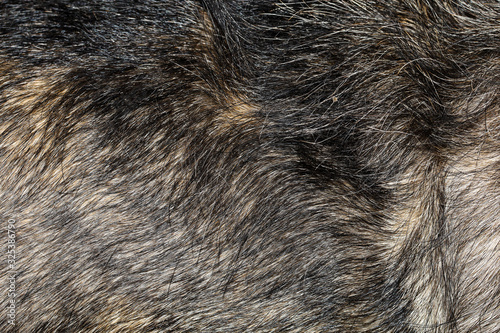 Close up gray dog skin for pattern and background