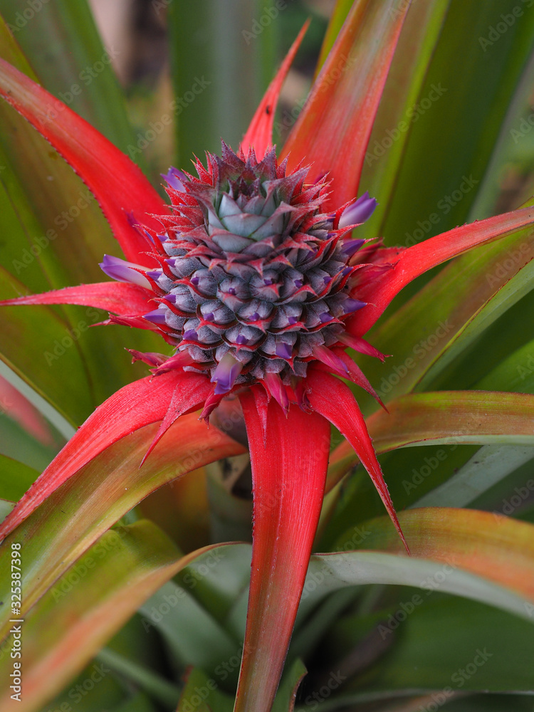 The pineapple tree is bearing fruit in on nature background The pineapple tree is bearing fruit in on nature background