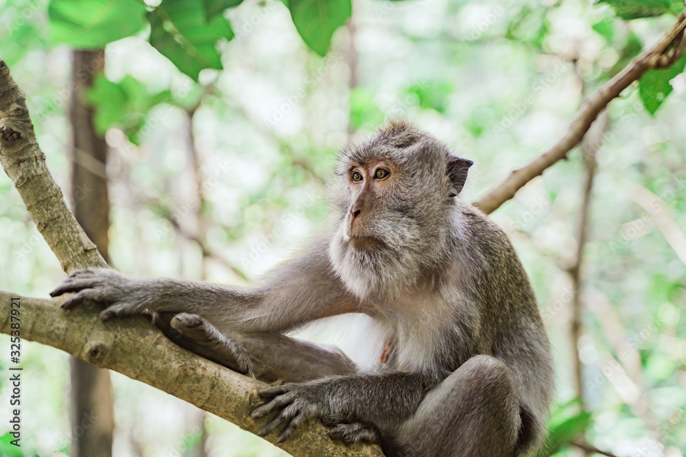 Portrait of a female macaque sitting on a tree against the background of the jungle. The monkey looks ahead thoughtfully. Behavior of Monkeys in their natural habitat. Monkey forest in Ubud. Portrait of a female macaque sitting on a tree against the background of the jungle. The monkey looks ahead thoughtfully. Behavior of Monkeys in their natural habitat. Monkey forest in Ubud.