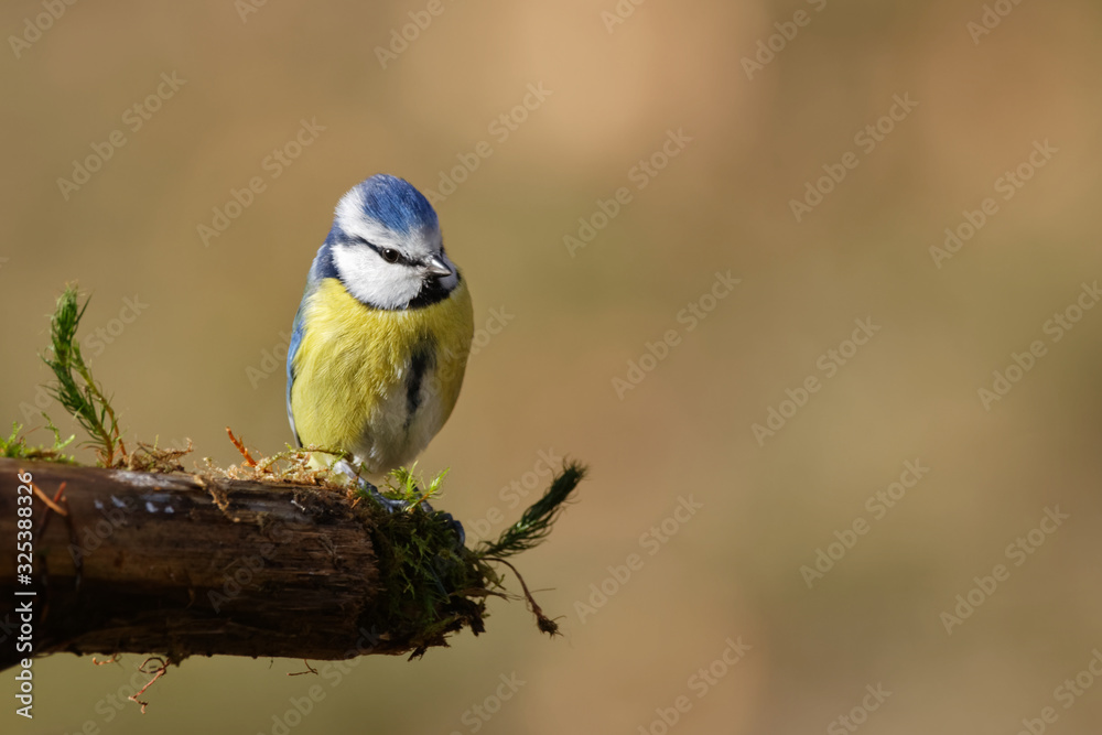 Fototapeta premium la mésange bleue