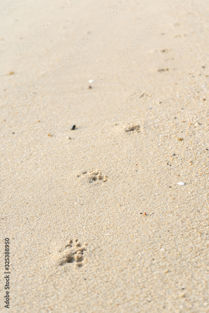 Footprints of dog paws in the sand. The dog walked along the beach. Footprints of dog paws in the sand. The dog walked along the beach.
