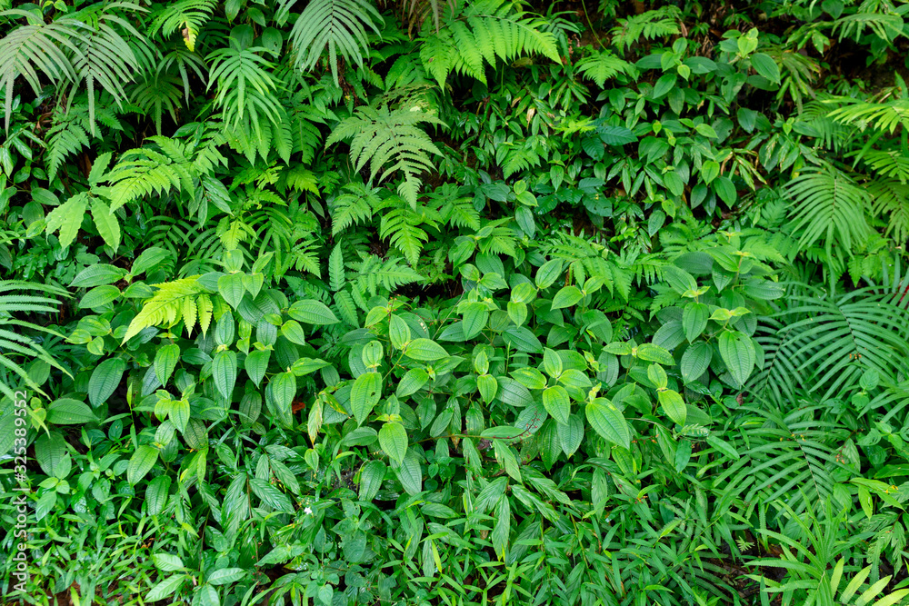Fresh Green leaves texture for nature background and design,foliage nature background. Fresh Green leaves texture for nature background and design,foliage nature background.