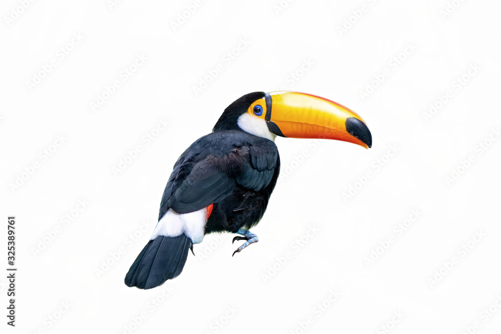Obraz premium Beautiful toucan isolated on a white background.
