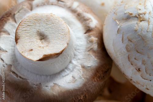 Close up of white and brown mushrooms.
