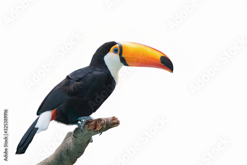 Obraz na płótnie Beautiful toucan isolated on a white background.
