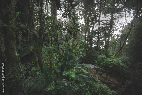 Tropical rain forest, Cerro Chato, Costa Rica © Mariana Ianovska