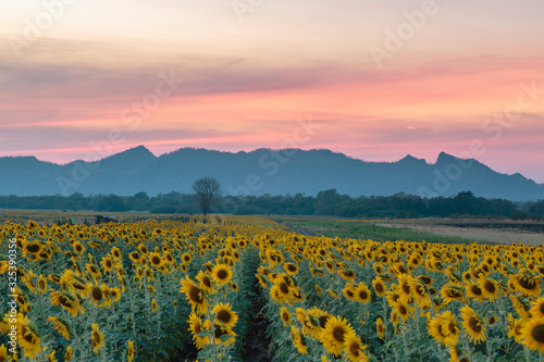 evening time view of sun flowers farm, Lopburi province Thailand